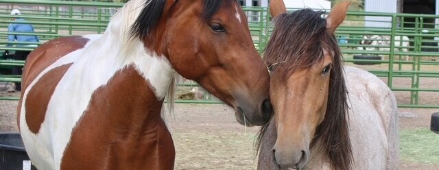 Hoofin' it for Horses